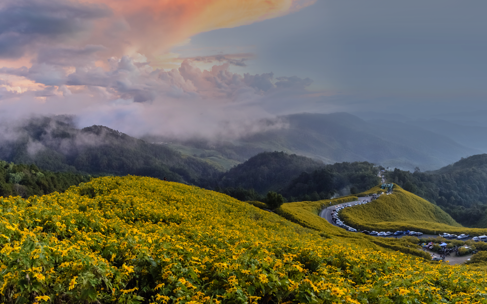 Rolling Hills of Yellow Flowers With a Winding Road Lined With Parked Cars