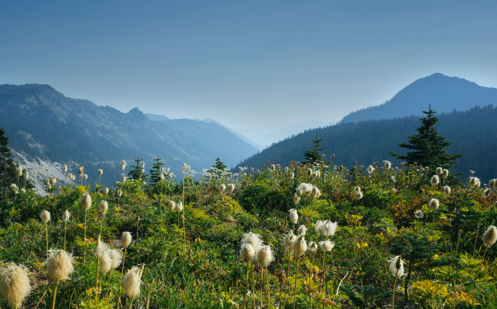 Hill With White Fluffy Flowers Overlooking Mountains